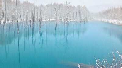 【美瑛青池】美瑛青池（Blue pond）位于日本北海道美瑛川左岸，湖水时而蓝宝石般，时而翡翠玉般，会随着天气转变和光线不同而改变颜色，走近美瑛青池，如同走入了仙境，一副云雾缭绕的朦胧美。池中池外的植物，更是…