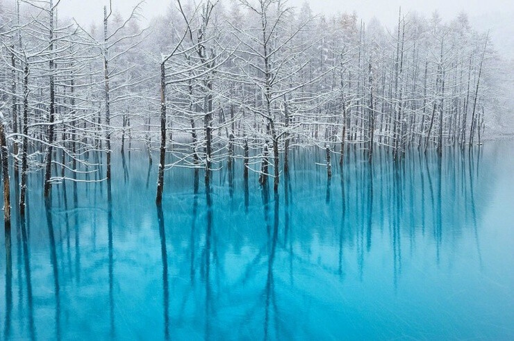 【美瑛青池】美瑛青池（Blue pond）位于日本北海道美瑛川左岸，湖水时而蓝宝石般，时而翡翠玉般，会随着天气转变和光线不同而改变颜色，走近美瑛青池，如同走入了仙境，一副云雾缭绕的朦胧美。池中池外的植物，更是给这片蓝添加了几丝诗意。