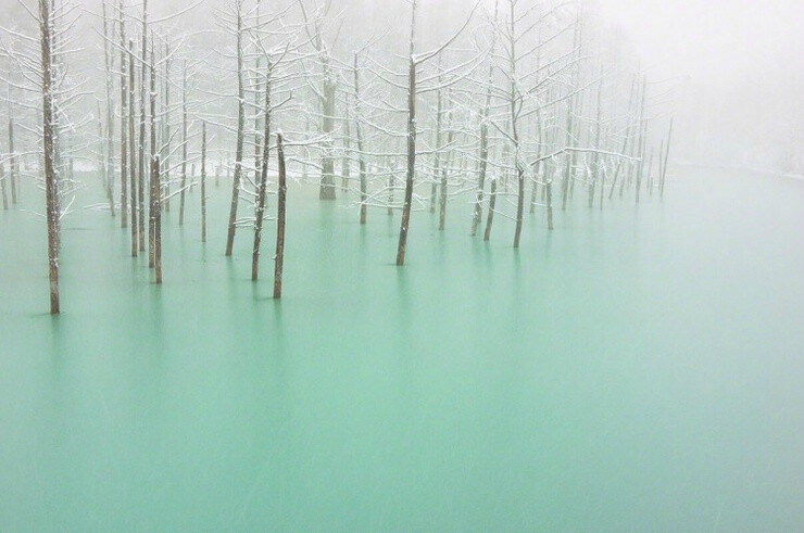 【美瑛青池】美瑛青池（Blue pond）位于日本北海道美瑛川左岸，湖水时而蓝宝石般，时而翡翠玉般，会随着天气转变和光线不同而改变颜色，走近美瑛青池，如同走入了仙境，一副云雾缭绕的朦胧美。池中池外的植物，更是给这片蓝添加了几丝诗意。