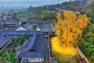 西安罗汉洞村观音禅寺内有一棵千年银杏树。近日，这棵1400多年树龄的银杏树下落满黄叶，像金黄的地毯铺了一地，来看落叶的人络绎不绝。