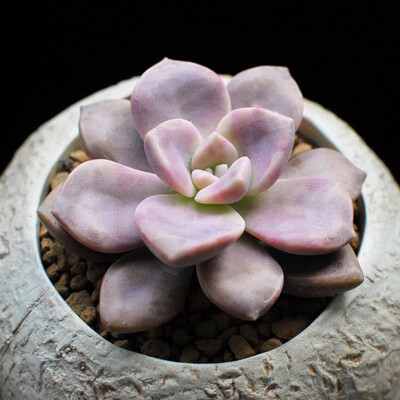 多肉植物迷你多肉盆栽室内绿植盆栽多肉组合超萌迷你紫乐