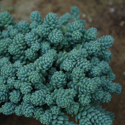 奇趣多肉植物 旋叶姬星美人 防雾霾防辐射