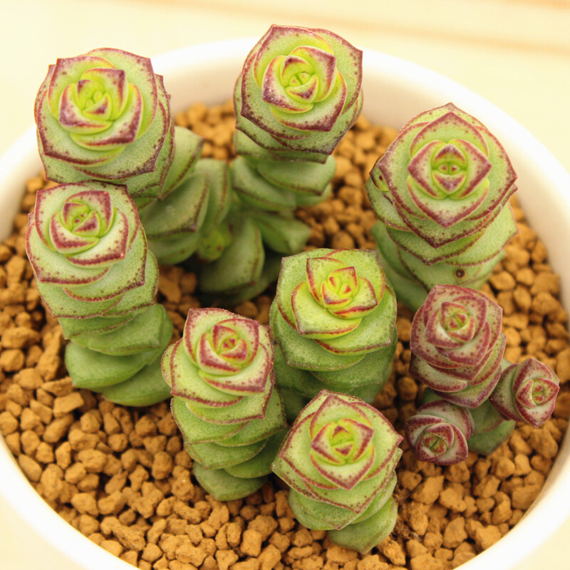 肉色满园 多肉植物 景天科钱串 多肉室内绿植花卉抗雾霾绿植盆栽