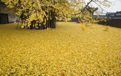 西安古刹里的银杏一夜风雨过后谢落了满地的金黄，萧萧黄叶繁华落尽，仍旧有一种穿越千年，刹那芳华的美。