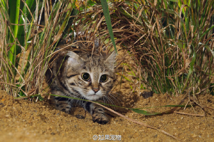  黑足猫，是目前世界上最小的喵星人之一，也是分布于非洲最小的喵。黑足猫主要猎食细小的猎物，而且它们是很怕羞的动物，会尽量躲藏，但当被围困时就会激烈的保护自己。主流学着认为它们的分布很稀少，而世界自然保护联盟将它们列为易危哦。总而言之人家会凶很萌很稀少啦！(=｀ω´=) via:wiki