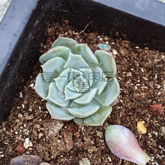 【有一家多肉店】韩国进口多肉 海林娜 多肉植物 不包邮 运费另拍