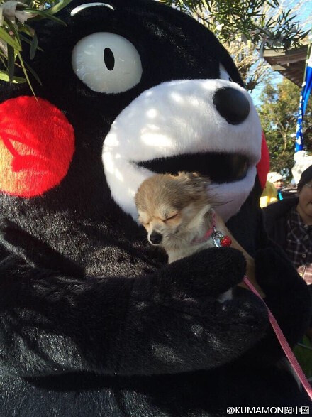 妈呀，熊本小伙伴~