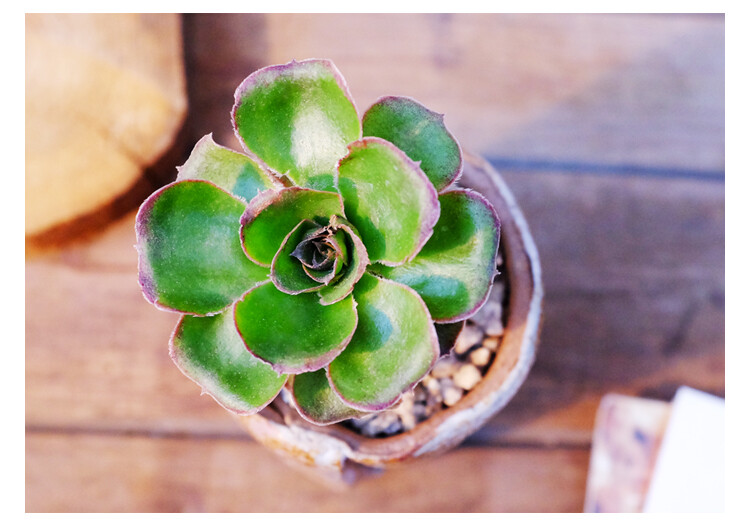 艳姿 多肉植物盆栽 绿法师老桩 韩国进品新品 肉肉室内绿植花陌派