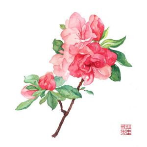 水彩 花卉 插画家园三木焱圭_吴公子