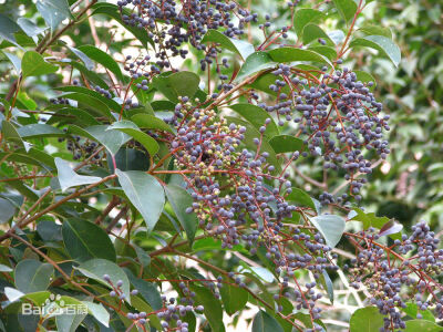 女贞（学名：Ligustrum lucidum）为木犀科女贞属常绿灌木或乔木，高可达25米；树皮灰褐色。女贞原产于中国。成熟种子为中药：女贞子。 别 称 白蜡树、冬青、蜡树、女桢、桢木、将军树