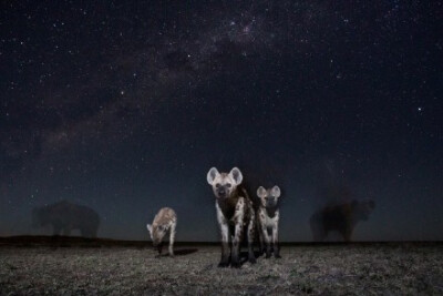 塞伦盖提草原之夜，摄影师：Will burrard lucas