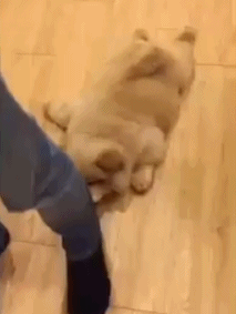 如果你养狗的朋友迟到了，请一定多些体谅，因为每次出门都可能像诀别，Ta也许身不由己......