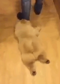 如果你养狗的朋友迟到了，请一定多些体谅，因为每次出门都可能像诀别，Ta也许身不由己......