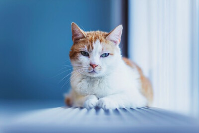 来欣赏由摄影师Felicity Berkleef创作的清新大气的猫咪摄影作品。不管是宠物猫还是流浪猫，都被他的镜头表现的时尚感爆棚，街拍网红的即视感。