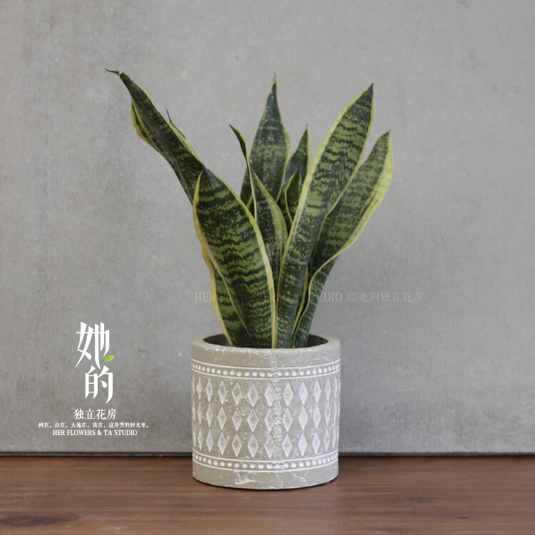 【她的】虎皮兰 绿植盆栽