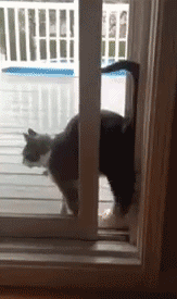 朕就是这么特立独行的喵。