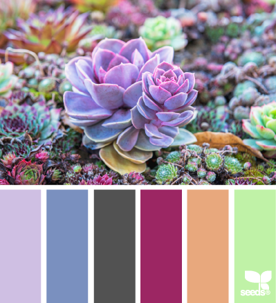 03.17.14 succulent color