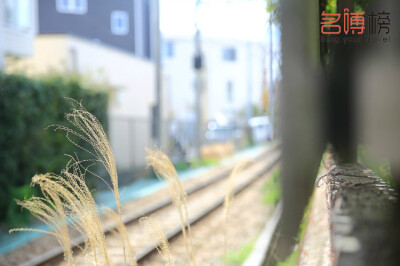 湘南是神奈川县的一个地区，离东京一个小时的路程，坐火车的时候，明亮的车厢裡可以看到列车弯曲时摆动的弧线。有些路段的房子靠得很近很近，窗台被阳光照得发亮，我好奇往车窗外周围看河边的公园，流动的河水，还有…