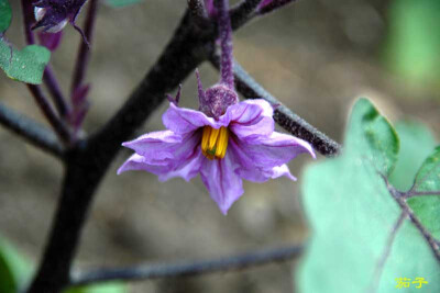 茄子花