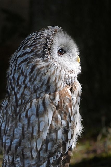 长尾林鸮~除了繁殖期常发出“蹦蹦——蹦蹦——”的短促而粗犷的叫声外，其他时候一般很少鸣叫。主要以田鼠、棕背鼠、黑线姬鼠等为食，也吃昆虫、蛙、鸟、兔，以及松鸡科的一些大型鸟类。