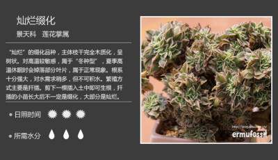 灿烂缀化