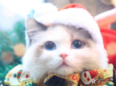 这个季节最好的色彩——冬天的白，圣诞的红，和你眼睛里的蓝。【据说点赞十下头像会有圣诞帽出现哦】