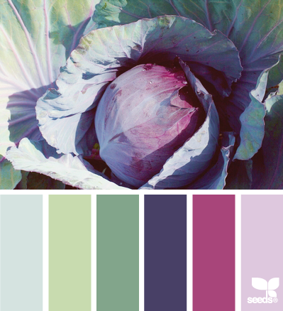 06.14.14 cabbage hues