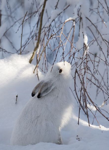 雪 · 动物 · 生灵