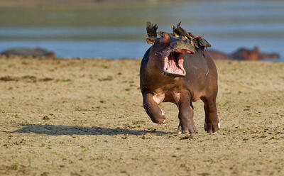 第一届最搞笑动物摄影大赛（Comedy Wildlife Photography Awards）优秀参赛作品。