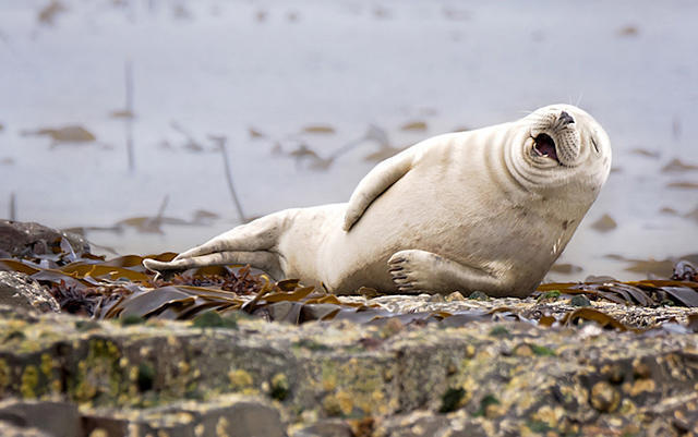 第一届最搞笑动物摄影大赛（Comedy Wildlife Photography Awards）优秀参赛作品。