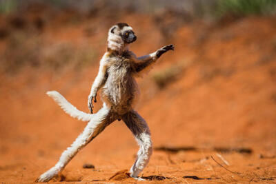 第一届最搞笑动物摄影大赛（Comedy Wildlife Photography Awards）优秀参赛作品。