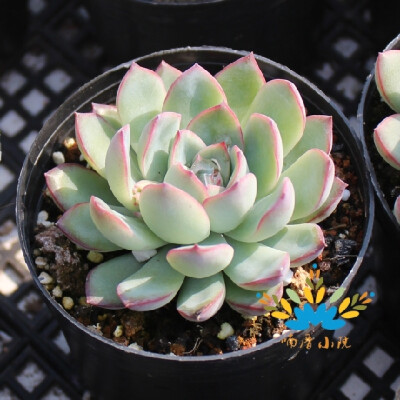 多肉植物 盆栽 【雨燕座】