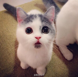 ins上一位叫做encycatpedia家的一只小猫崽嘴巴下面正好有个小黑斑，天生自带惊讶脸，小可爱你一脸惊讶是看到什么碎三观的事了咩～