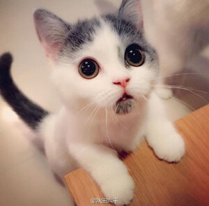 ins上一位叫做encycatpedia家的一只小猫崽嘴巴下面正好有个小黑斑，天生自带惊讶脸，小可爱你一脸惊讶是看到什么碎三观的事了咩～