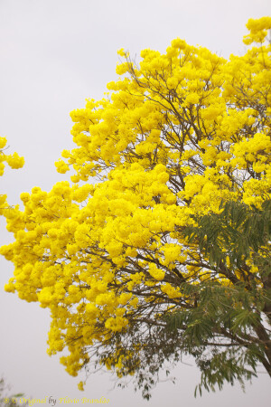 golden trumpet tree 黃花風鈴木