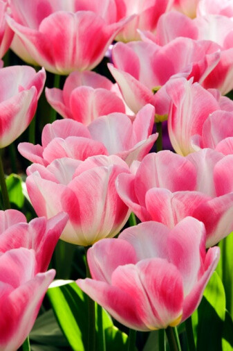 Tulip 'Pink Diamond' 郁金香&amp;quot;粉宝石&amp;quot;