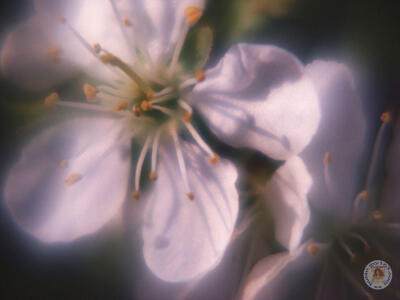 花瓣雨专辑(第8张)