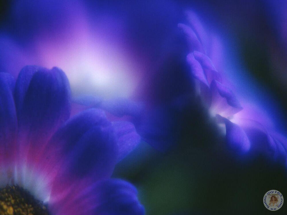 花瓣雨专辑(第9张)