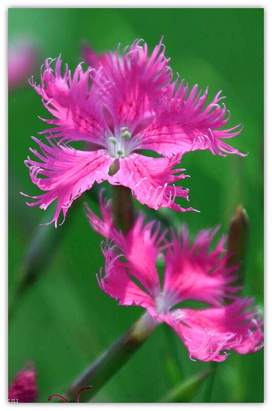 7月28日生日花:瞿麦花 superb pink 花语… - 堆糖,美图壁纸兴趣社区