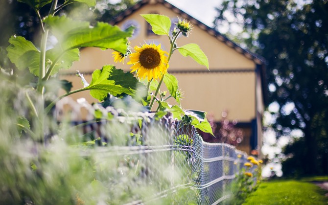 麦田里的向日葵高清风景桌面壁纸