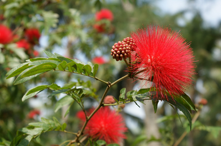 侵图请告，即删 朱缨花