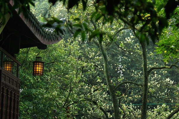 两场雨过后，花落了大半