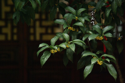 法净寺的桂花树上系着许多红签条，上写“金榜题名”“学业有成”