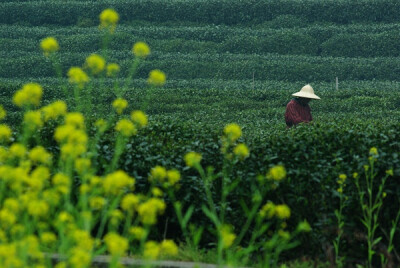 在灵隐寺下面看到茶园，真的很美