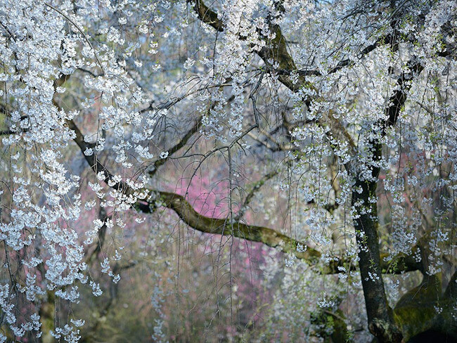 Imperial Blossoms, Japan2015年排名前20位的国家地理杂志的照片