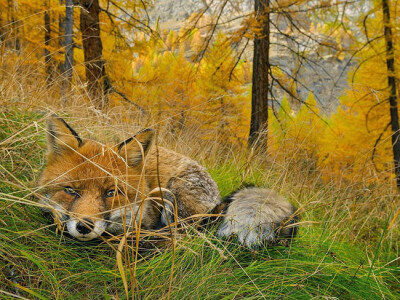 Fox Found, Gran Paradiso National Park, Italy2015年排名前20位的国家地理杂志的照片