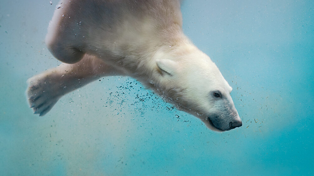 PolarBearPlunge_ZH-CN11777095530_1920x1080