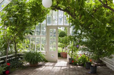 This inside view of a roomy greenhouse shows how you can use the space in a larger greenhouse. The ceiling on this greenhouse high enough to even fit trees.
