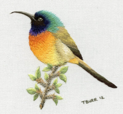 ORANGE BREASTED SUNBIRD