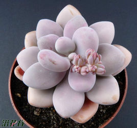 桃之卵(Graptopetalum amethystinum[1] )，景天科风车草属，是一种颜色鲜艳而梦幻、造型可爱且充满吸引力的多肉植物、也称多浆植物。醉美人和桃之卵的拉丁文学名相同，所以是同一品种。可采用枝干扦插、叶插和播种的方式繁殖。[1] 一般采用叶插法（最好在春秋季进行）：将健康、完整、饱满的叶片丢在微潮、疏松的土表，不要暴晒，几天或数周后它们会自然萌发根系和小叶片，当根长达2~3cm时可将根覆上一层薄薄的细沙，可长成独立的小植株。 播种建议具备丰富多肉种植经验的花友进行，新手谨慎尝试。